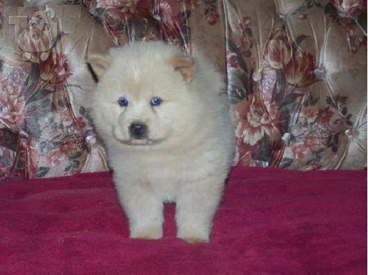 Chow Chow Puppies